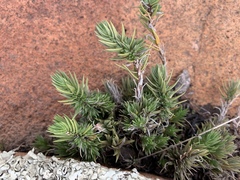 Crassula lanceolata