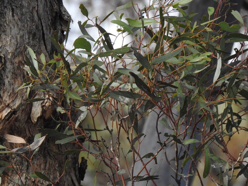Eucalyptus gracilis