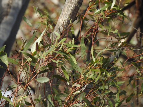 Eucalyptus gracilis 2
