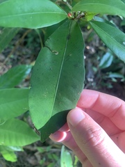 Ixora biflora