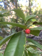 Ixora biflora