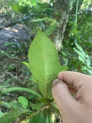 Ixora biflora