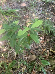 Ixora biflora