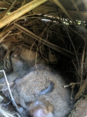 Pseudocheirus peregrinus