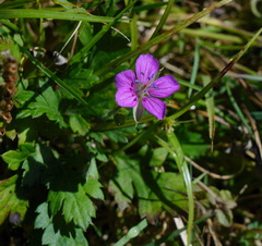 Geranium nepalense thunbergii