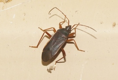 Balboa ampliata