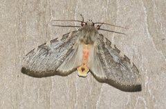 Pseudohemihyalea labecula