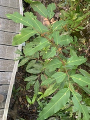 Mischocarpus exangulatus