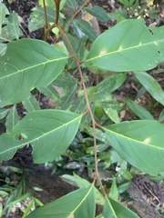 Mischocarpus exangulatus