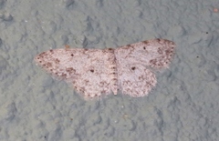 Scopula plantagenaria