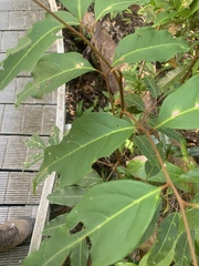 Mischocarpus exangulatus