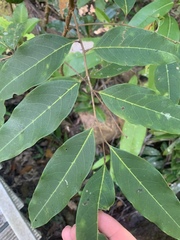 Mischocarpus exangulatus