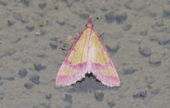 Choristostigma roseopennalis
