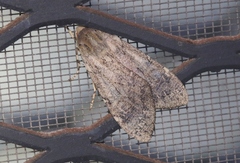 Pseudohemihyalea labecula