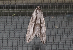 Sphinx dollii