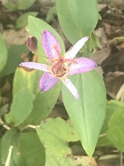 Tricyrtis formosana