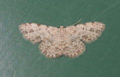 Scopula plantagenaria