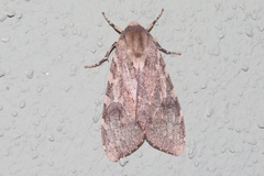 Pseudohemihyalea labecula