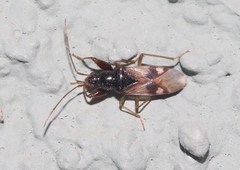 Pseudopamera