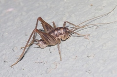 Ceuthophilus isletae