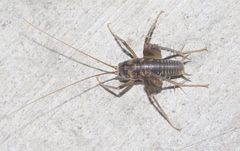 Ceuthophilus isletae