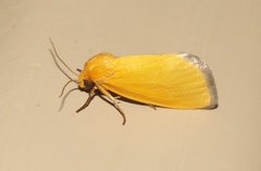 Eulithosia composita