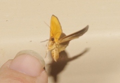 Eulithosia composita