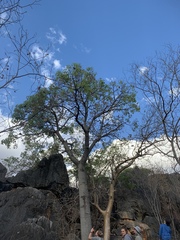 Brachychiton australis