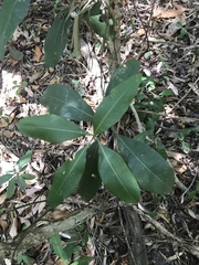 Chionanthus ramiflorus