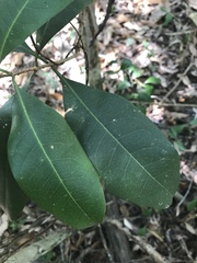 Chionanthus ramiflorus