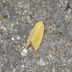 Earias