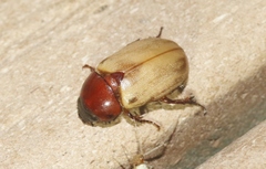 Cyclocephala melanocephala
