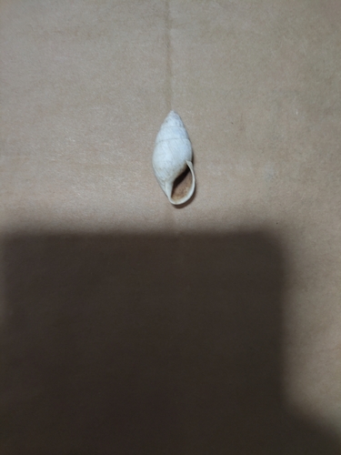 Zebrina detrita