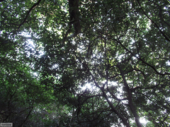 Englerophytum natalense