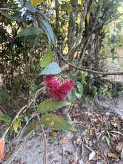 Syzygium wilsonii