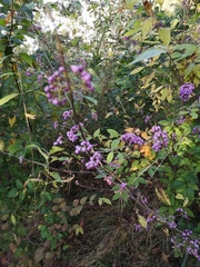 Callicarpa dichotoma