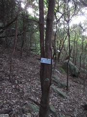 Englerophytum natalense