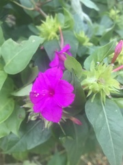 Mirabilis jalapa