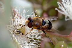 Austalis pulchella