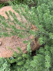 Asparagus minutiflorus