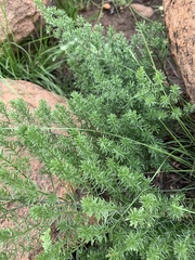 Asparagus minutiflorus