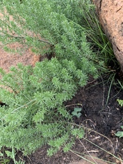 Asparagus minutiflorus