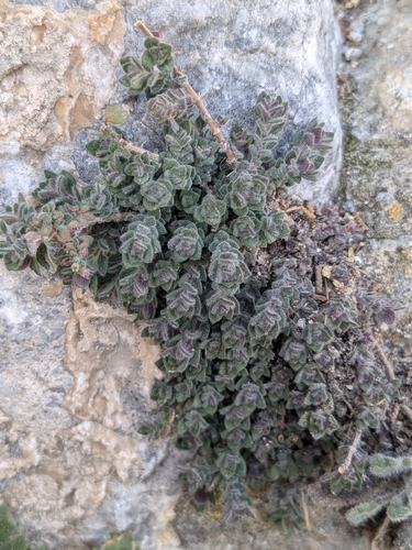 Maltese whitweed (Micromeria microphylla)