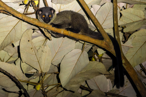 Arctogalidia trivirgata