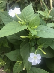 Mirabilis jalapa