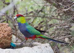 Purpureicephalus spurius