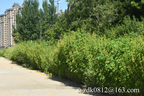 giant ragweed
