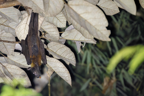 Pteropus vampyrus