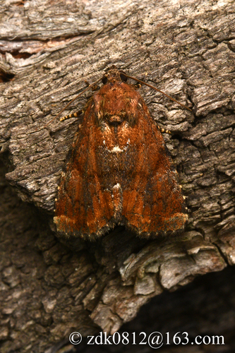 Pyrrhidivalva sordida