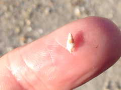 Bittiolum alternatum